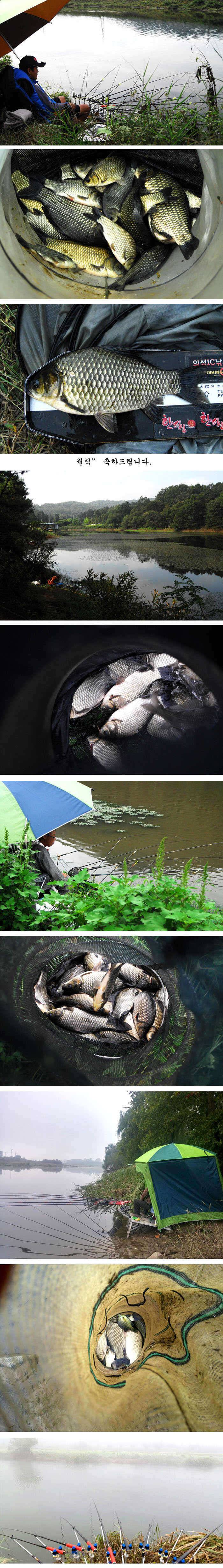 의성권 조황입니다 (조황조행기 - 특파원조황)