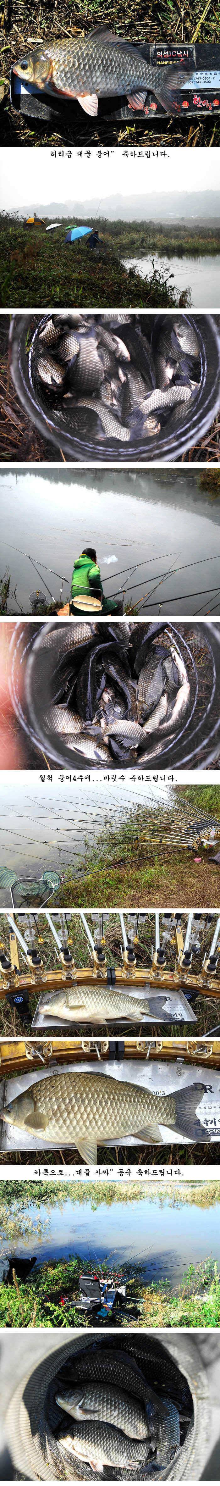 의성권 조황입니다 (조황조행기 - 특파원조황)