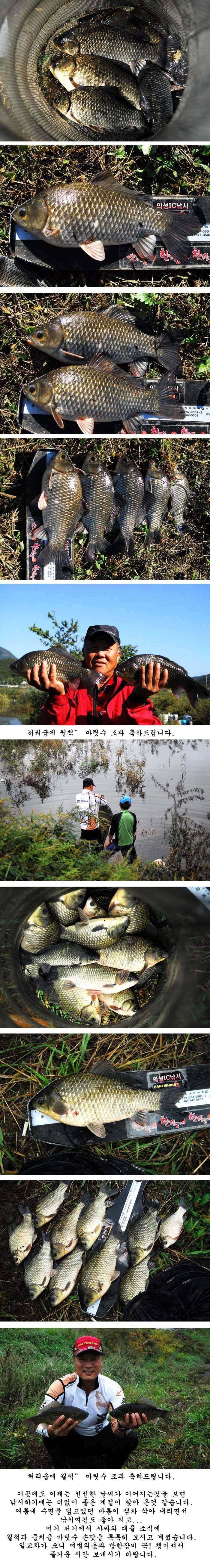 의성권 조황입니다 (조황조행기 - 특파원조황)