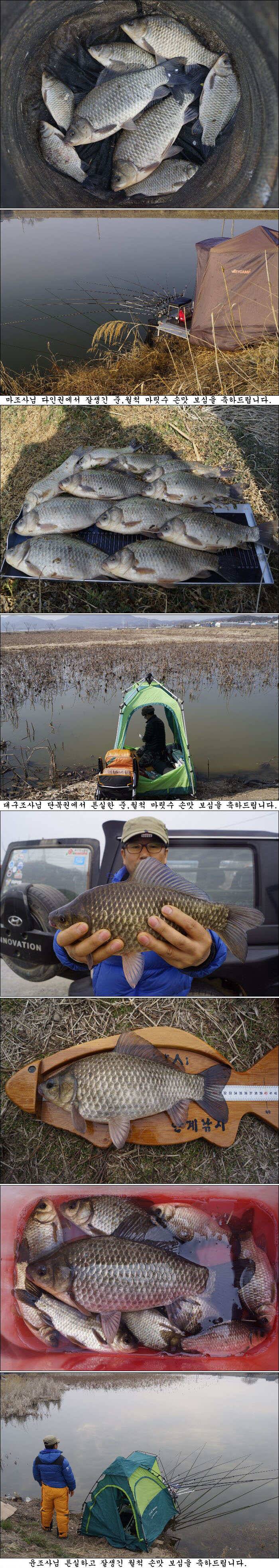 봄을 알리는 봄 붕어 조황소식 (조황조행기 - 특파원조황)