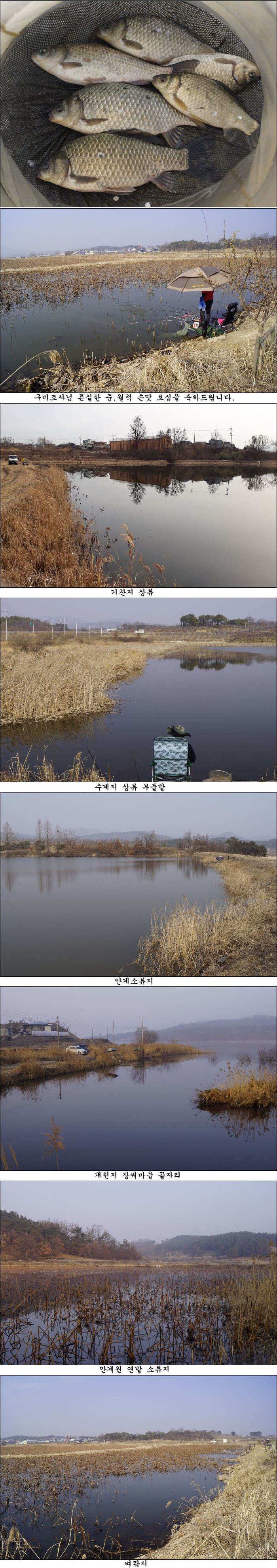 봄을 알리는 봄 붕어 조황소식 (조황조행기 - 특파원조황)