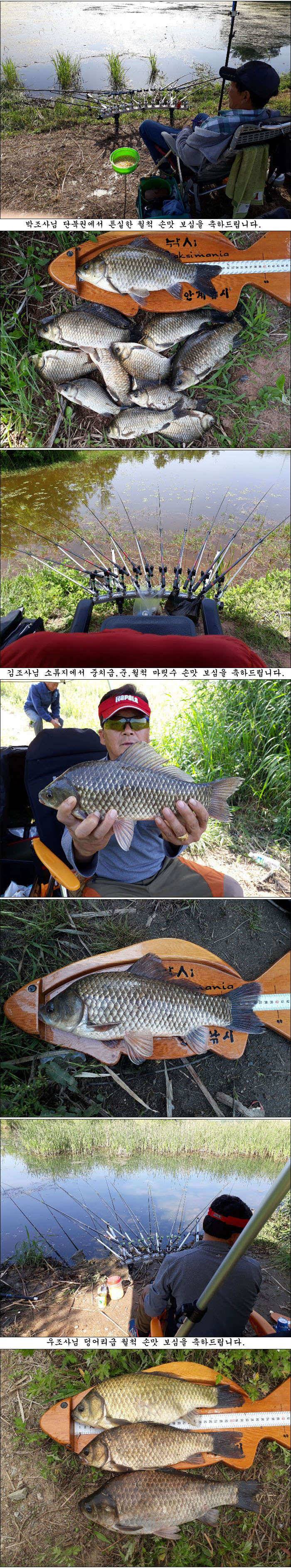 6월 초순 조황사짜 마릿수소식 올립니다 (조황조행기 - 특파원조황)