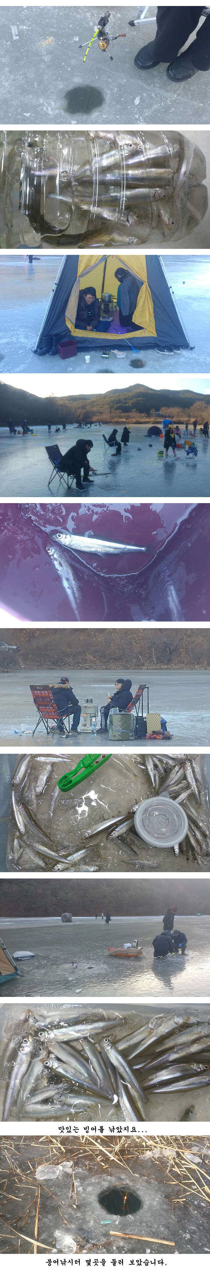 경북빙어낚시 빙어축제 시작 (조황조행기 - 특파원조황)