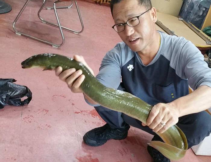 하천 35cm 외 마릿수 16kg 대물장어 소식 (조황조행기 - 특파원조황)