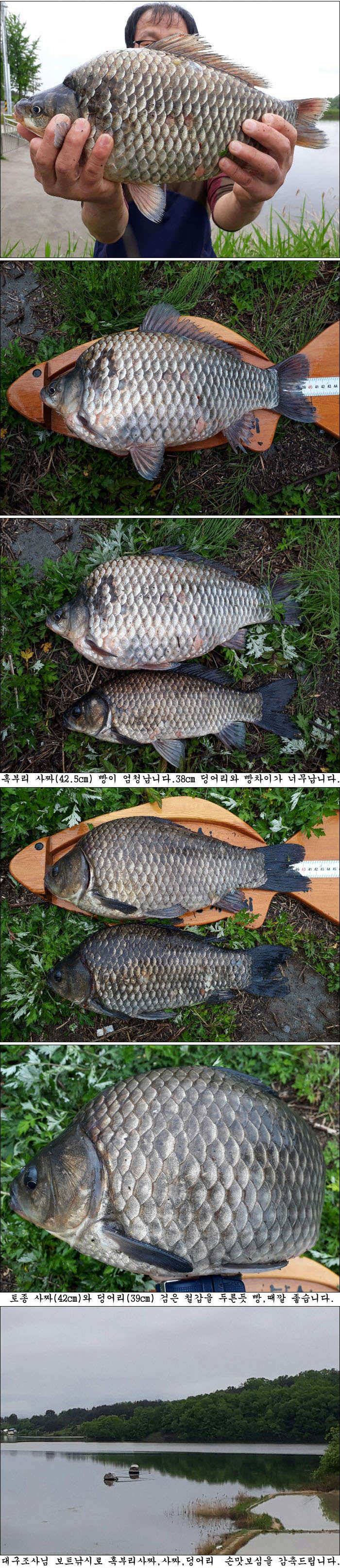 5월 중순 조황소식 올립니다 (조황조행기 - 특파원조황)
