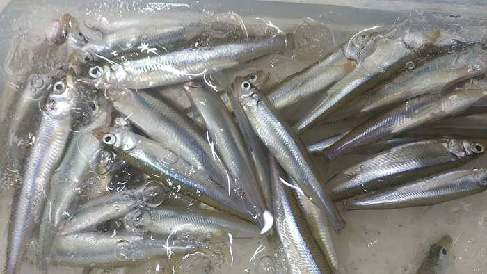 경북빙어낚시 빙어축제 시작 (조황조행기 - 특파원조황)