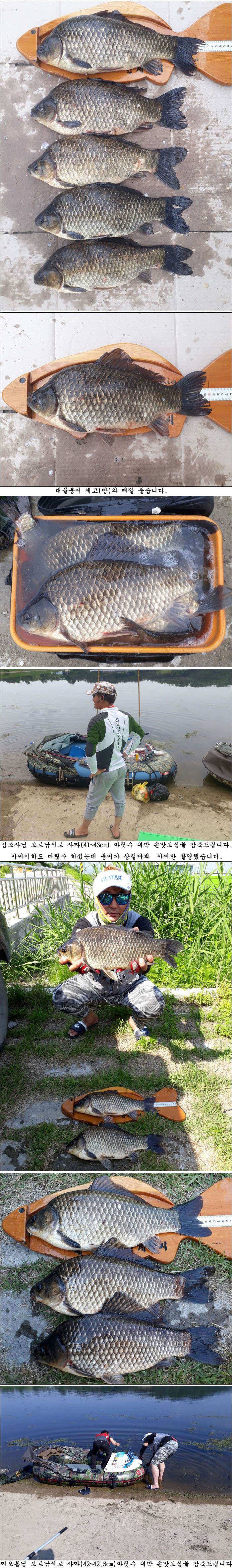 6월 초순 조황사짜 마릿수소식 올립니다 (조황조행기 - 특파원조황)