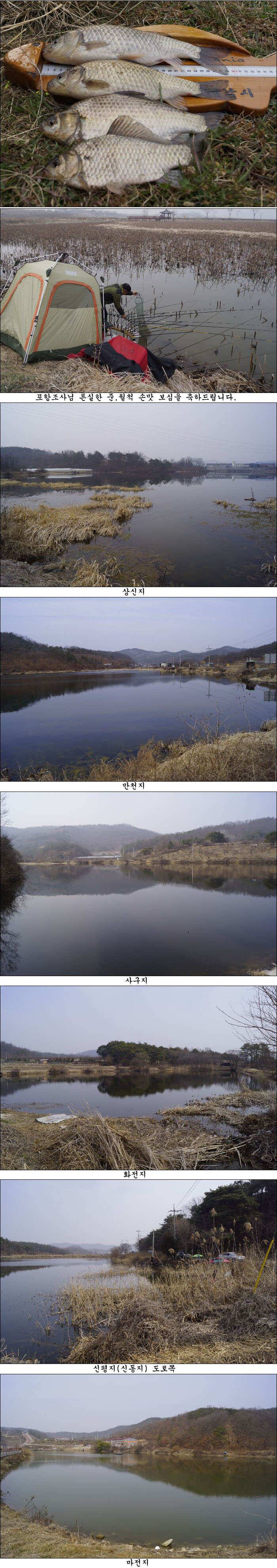 봄을 알리는 봄 붕어 조황소식 (조황조행기 - 특파원조황)