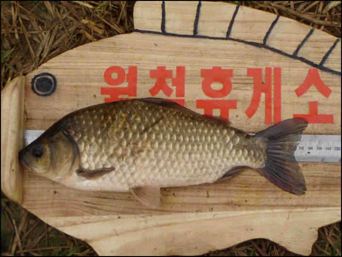 영천권 추석 전후 조황소식 (조황조행기 - 특파원조황)