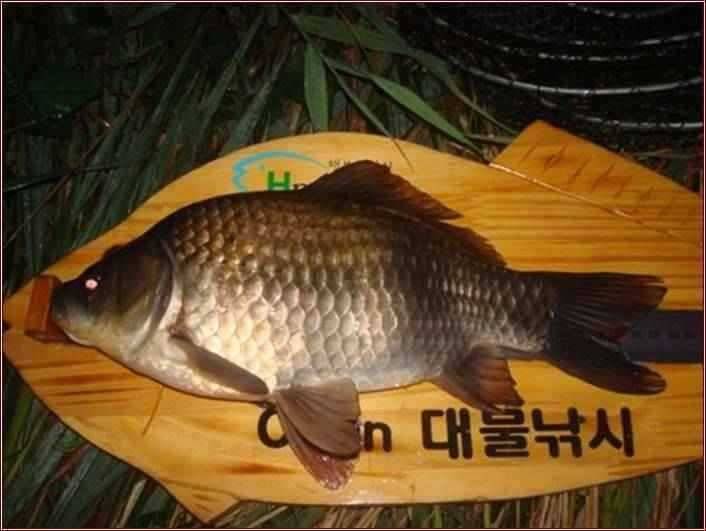 고흥권 조황소식 (조황조행기 - 특파원조황)