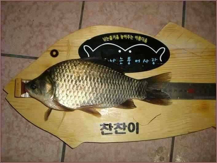 고흥권 조황소식 (조황조행기 - 특파원조황)