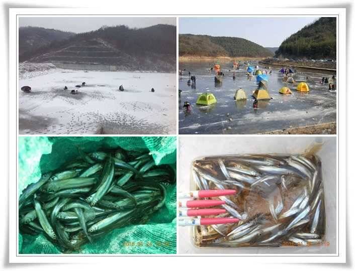내의지 낚시여건 (조황조행기 - 특파원조황)
