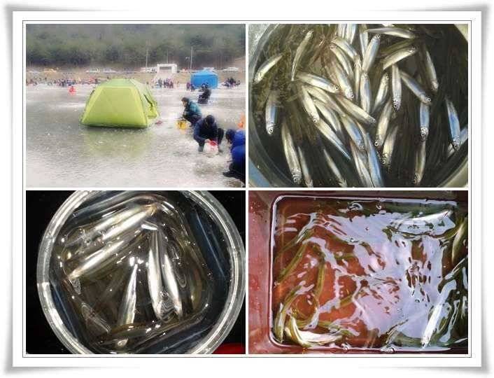 본격적인 군위빙어낚시 (조황조행기 - 특파원조황)