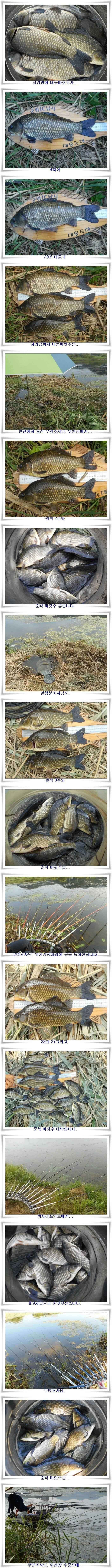 폭염에도 4짜대물월준척 마릿수 (조황조행기 - 특파원조황)