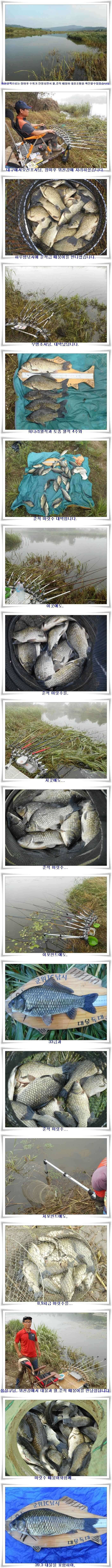 위천강 떼붕어를 만나다 (조황조행기 - 특파원조황)