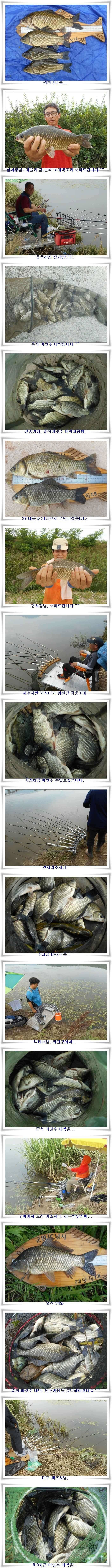 위천강 떼붕어를 만나다 (조황조행기 - 특파원조황)