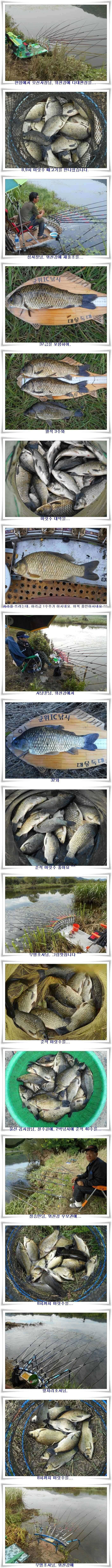 위천강 떼붕어를 만나다 (조황조행기 - 특파원조황)