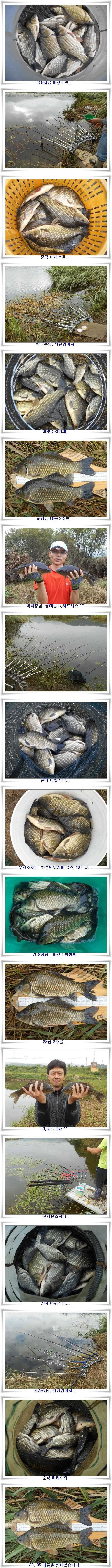 위천강 떼붕어를 만나다 (조황조행기 - 특파원조황)