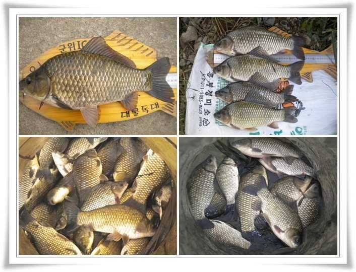 4짜출몰과 위천강 호조황 (조황조행기 - 특파원조황)