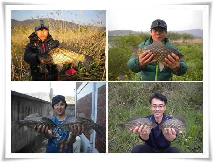 연일4짜3938대물조황들 (조황조행기 - 특파원조황)