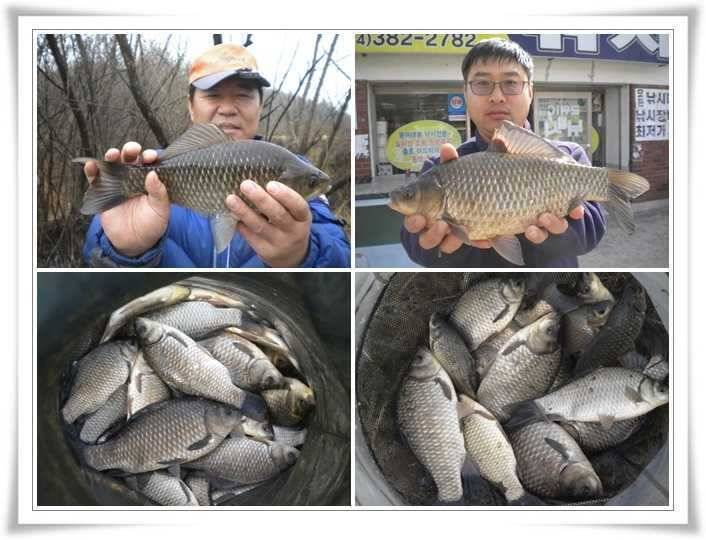 산란임박 호조황 (조황조행기 - 특파원조황)