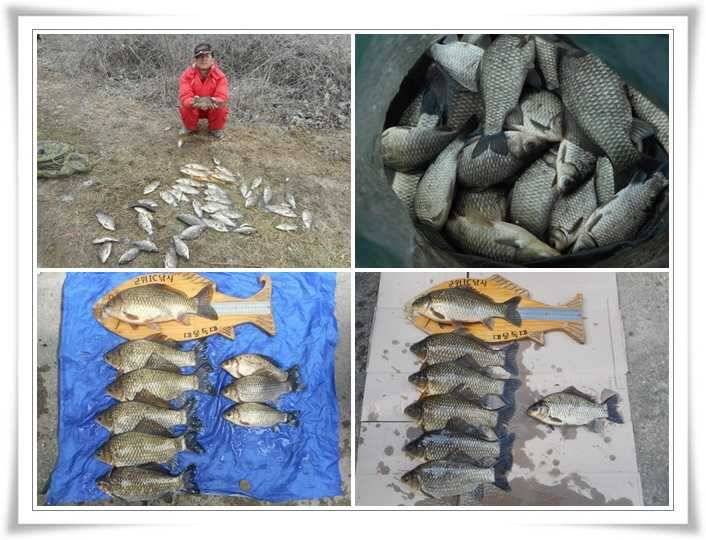 산란전특수 초대박 대호조황 (조황조행기 - 특파원조황)
