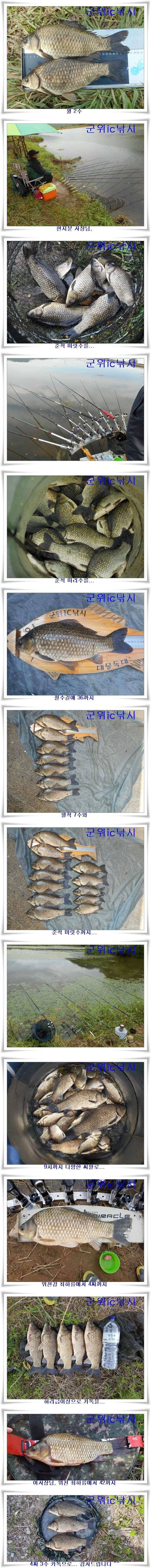 꽝없는 위천강 (조황조행기 - 특파원조황)