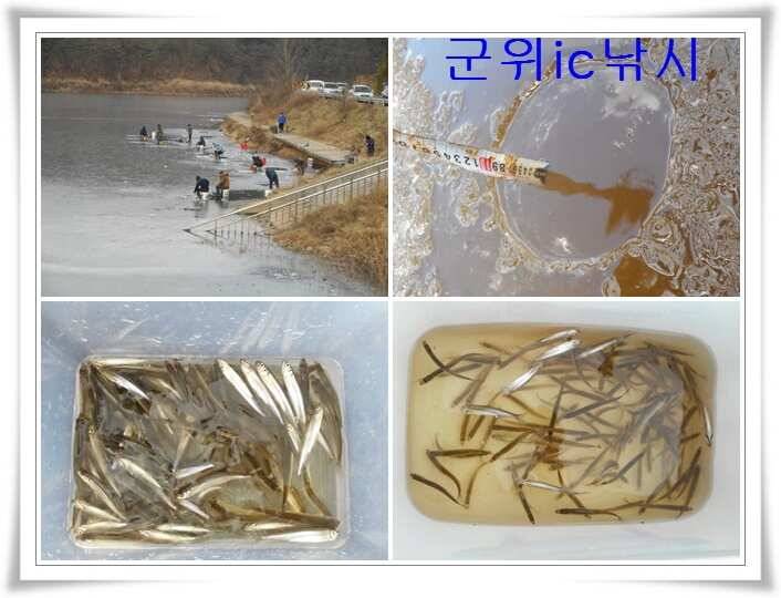 내의지 빙어 호조황 (조황조행기 - 특파원조황)