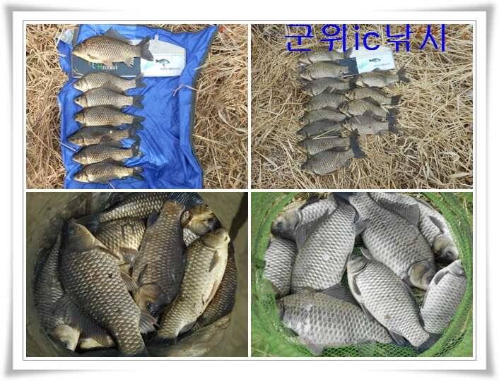 산란특수 대박시작 (조황조행기 - 특파원조황)