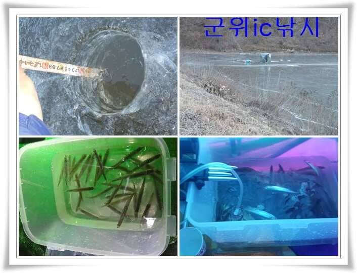 빙어얼음낚시 시작 (조황조행기 - 특파원조황)