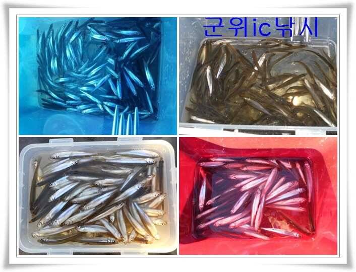 군위빙어낚시 대박 (조황조행기 - 특파원조황)