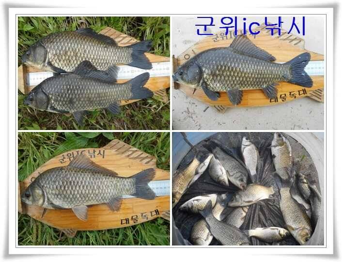 소류지 붕어대물낚시 (조황조행기 - 특파원조황)