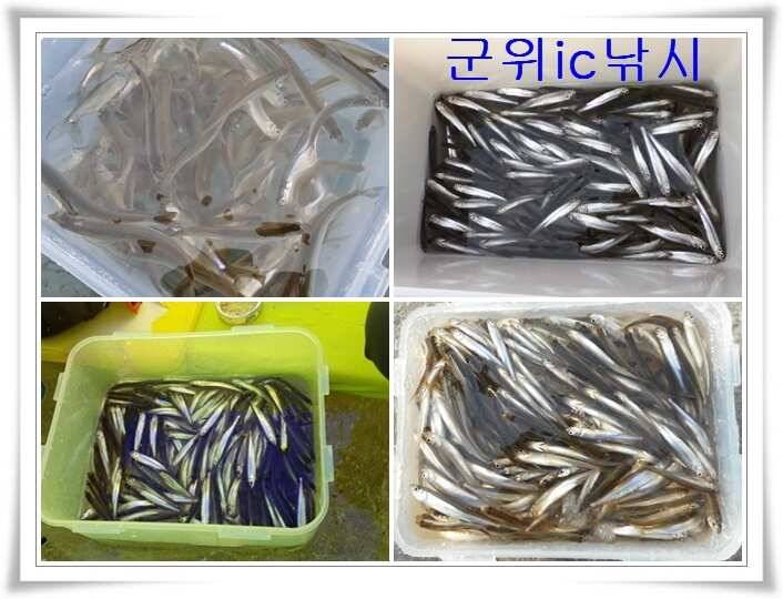 빙어낚시 초대박 절정 (조황조행기 - 특파원조황)