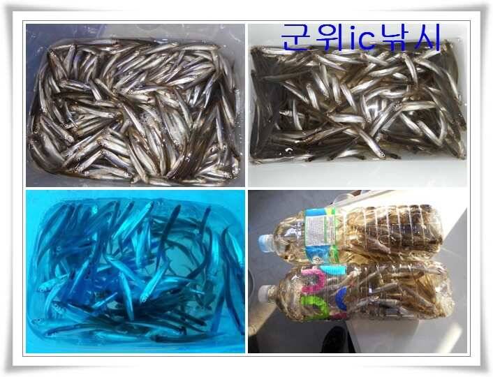 꾸준한 빙어초대박 조황 (조황조행기 - 특파원조황)