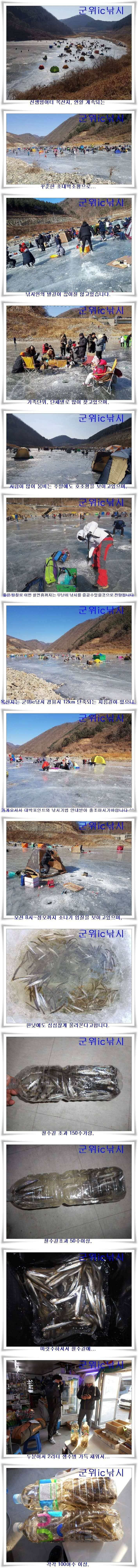 꾸준한 빙어초대박 조황 (조황조행기 - 특파원조황)