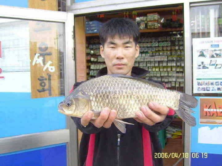경주권4월18일 38cm375cm월척r조황입니다 (조황조행기 - 특파원조황)