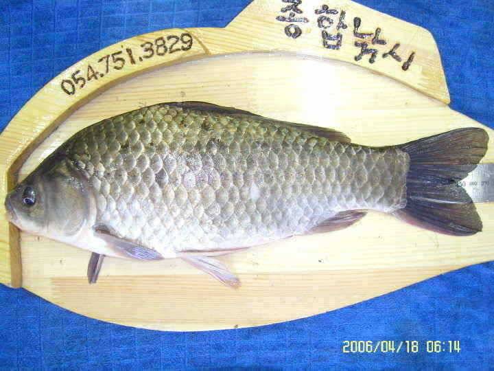 경주권4월18일 38cm375cm월척r조황입니다 (조황조행기 - 특파원조황)