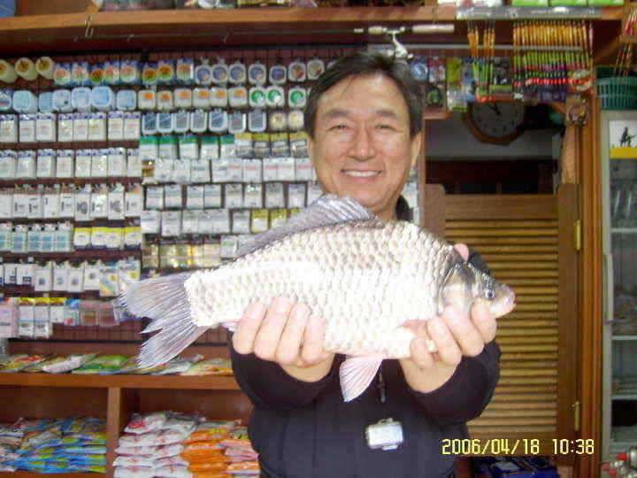 경주권4월18일 38cm375cm월척r조황입니다 (조황조행기 - 특파원조황)