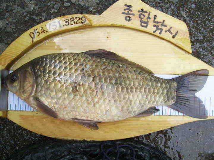 경주권 3월30일 38cm 375cm대물붕어조황입니다 (조황조행기 - 특파원조황)