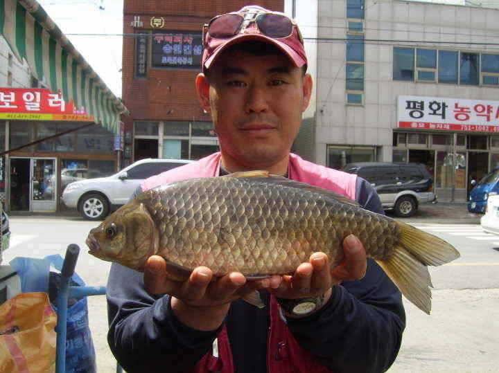 경주권 3월30일 38cm 375cm대물붕어조황입니다 (조황조행기 - 특파원조황)