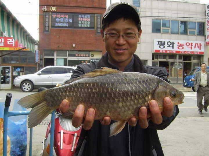 경주권 3월30일 38cm 375cm대물붕어조황입니다 (조황조행기 - 특파원조황)