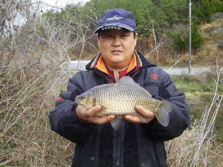 경주권 3월30일 38cm 375cm대물붕어조황입니다 (조황조행기 - 특파원조황)