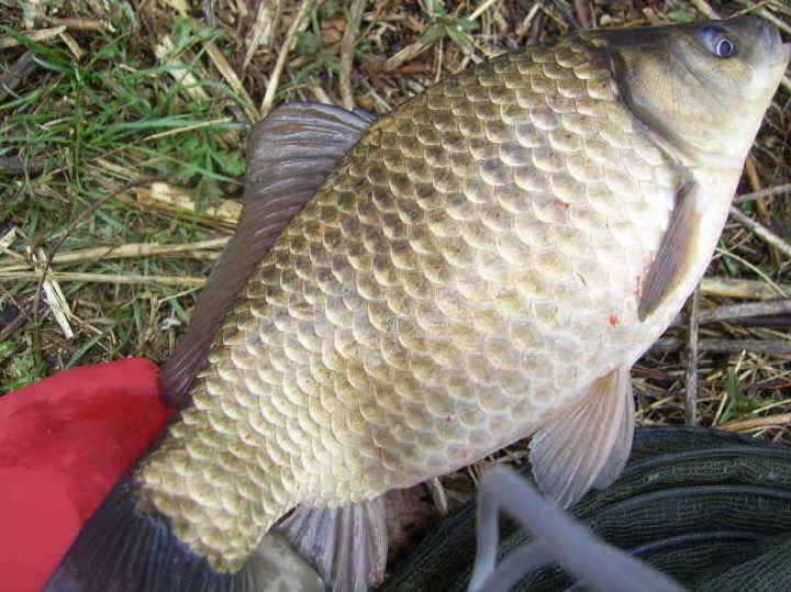 경주권 3월30일 38cm 375cm대물붕어조황입니다 (조황조행기 - 특파원조황)