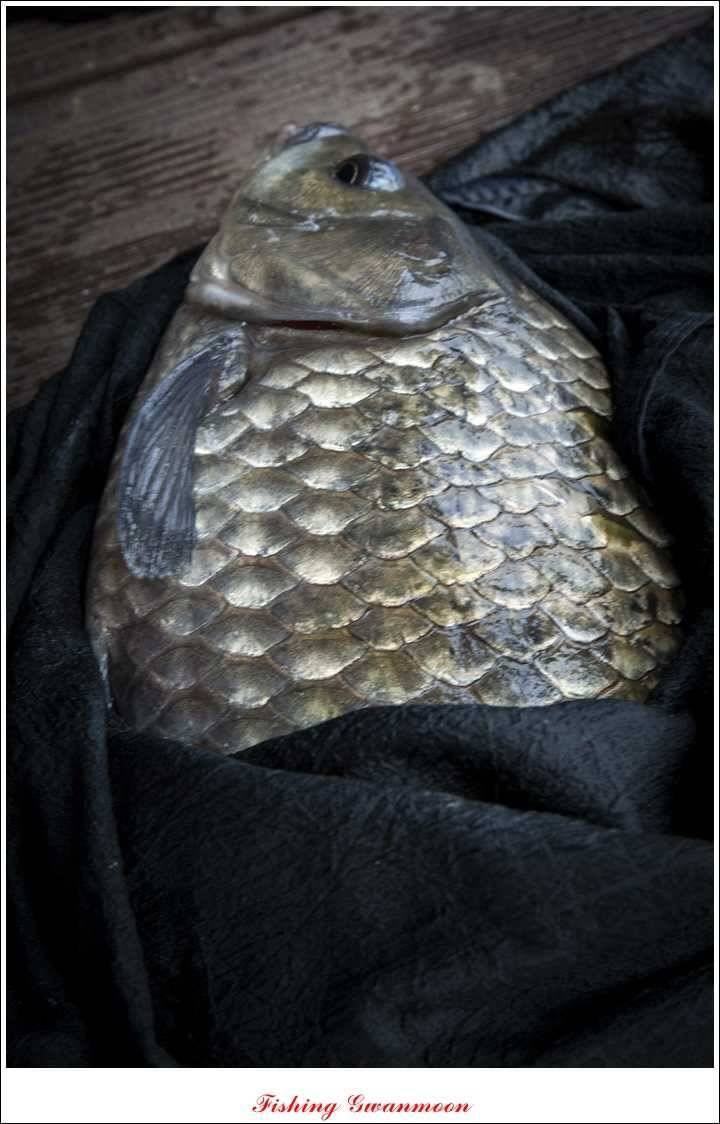 제일 41 cm 짱가네 42 cm돌감 실리곡노지 마릿수 월척 (조황조행기 - 특파원조황)