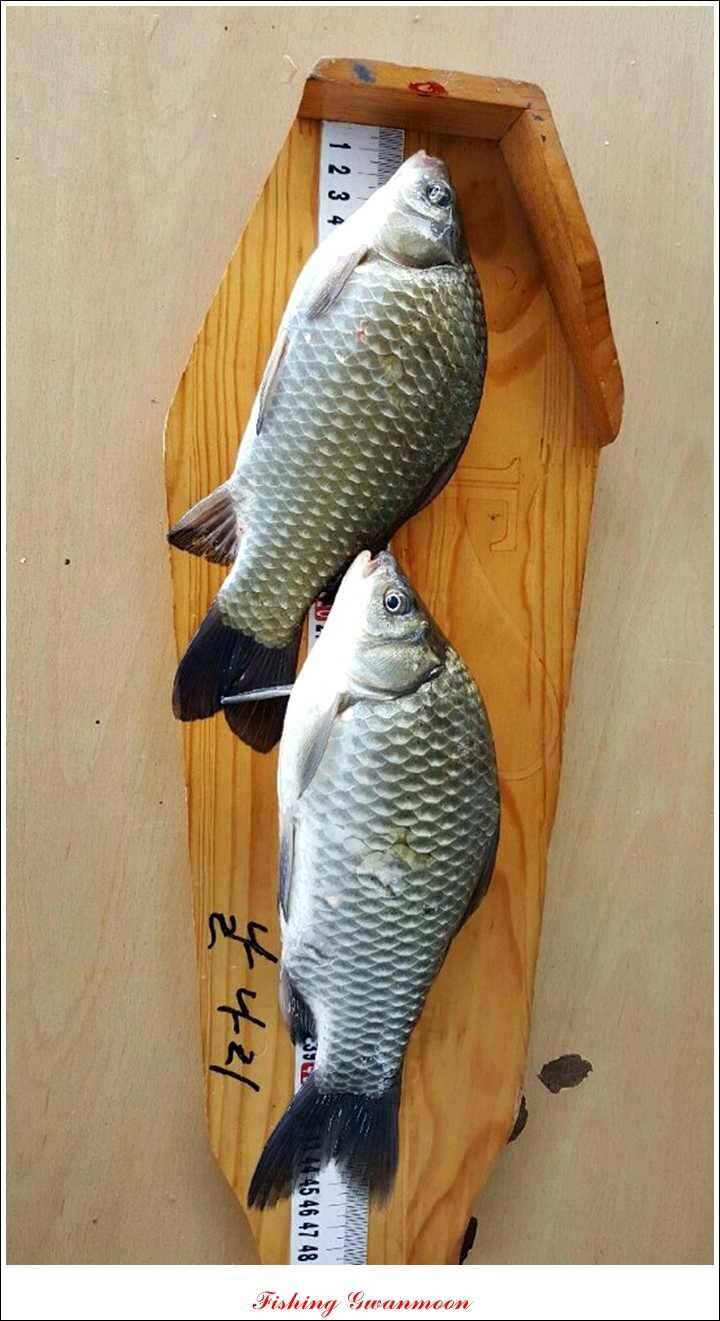 제일 41 cm 짱가네 42 cm돌감 실리곡노지 마릿수 월척 (조황조행기 - 특파원조황)