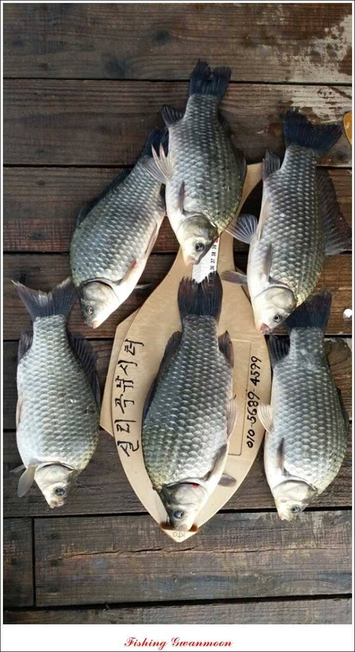 제일 41 cm 짱가네 42 cm돌감 실리곡노지 마릿수 월척 (조황조행기 - 특파원조황)