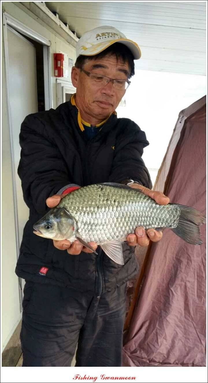 제일 41 cm 짱가네 42 cm돌감 실리곡노지 마릿수 월척 (조황조행기 - 특파원조황)