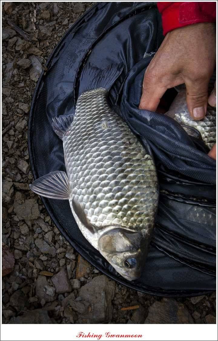 제일 41 cm 짱가네 42 cm돌감 실리곡노지 마릿수 월척 (조황조행기 - 특파원조황)