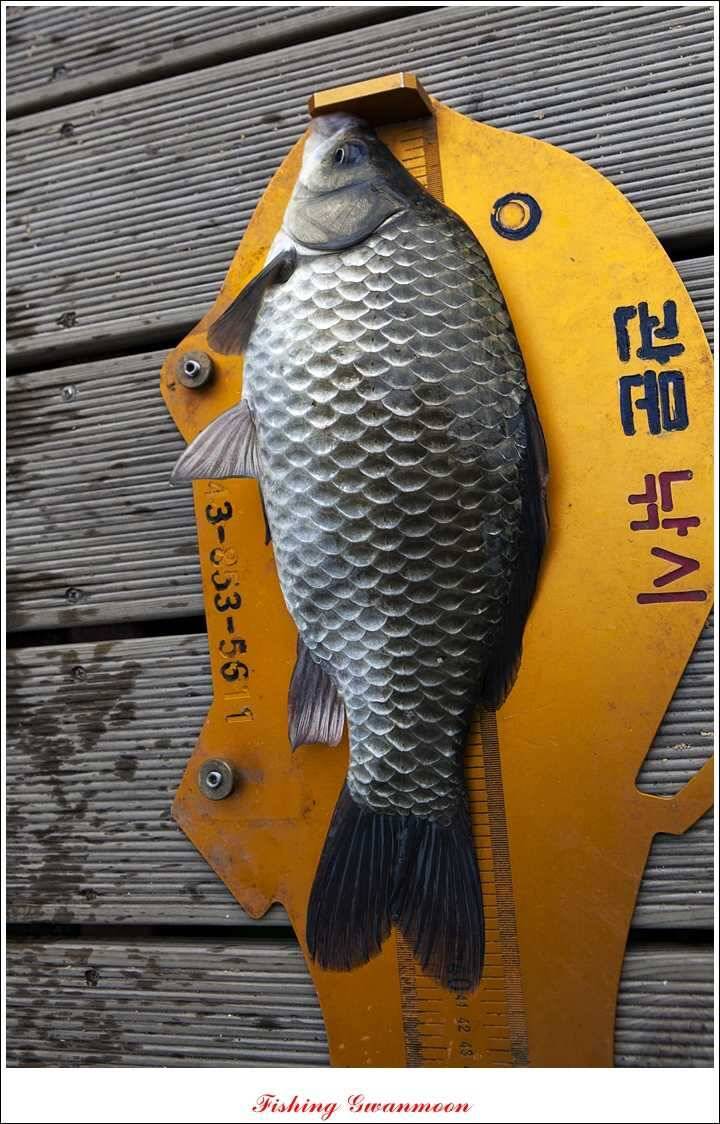 신매 41 cm40 cm 제일 짱가네한버들 월척 (조황조행기 - 특파원조황)