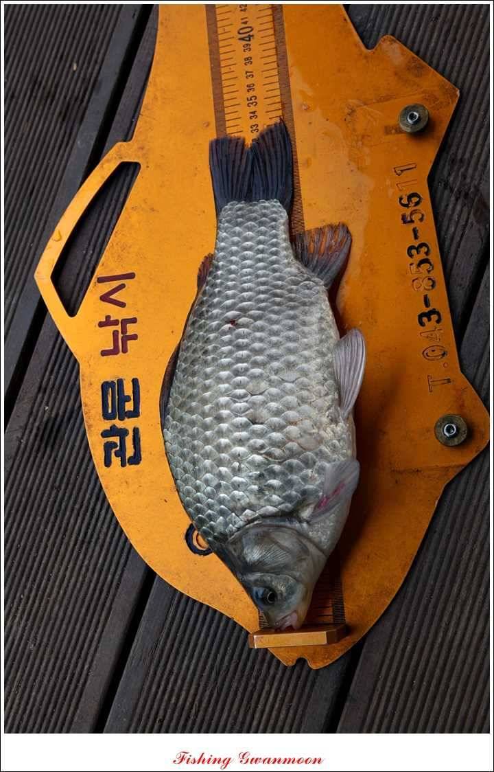 신매 41 cm40 cm 제일 짱가네한버들 월척 (조황조행기 - 특파원조황)
